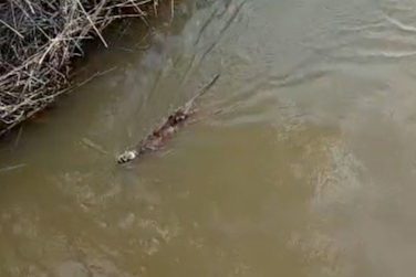 Bursa'da deredeki su samuru şaşırttı