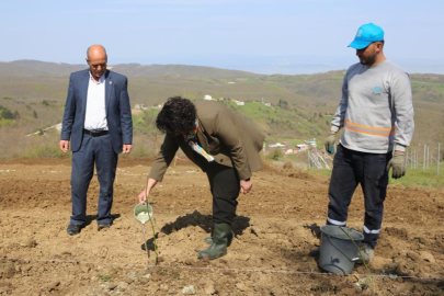 Nilüfer'de atıl araziler bereketleniyor