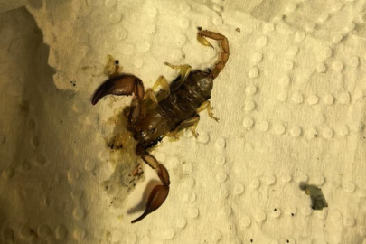 Bursa'da akrep paniği: Hastanelik oldu