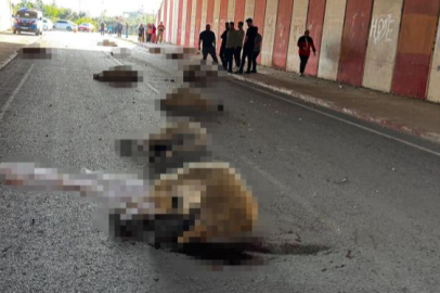 Otomobil sürüye daldı: 17 koyun telef oldu