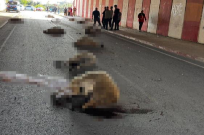 Otomobil sürüye daldı: 17 koyun telef oldu