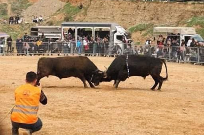 3'üncü Boğa Güreşi Festivali heyecanı başlıyor