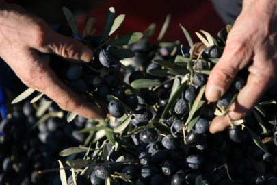 Bir kilogram zeytin için 6798 litre suya ihtiyaç duyuluyor