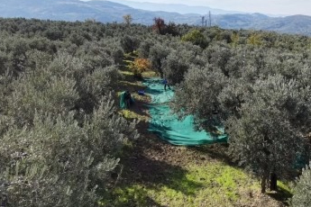 Bir kilogram zeytin için 6798 litre suya ihtiyaç duyuluyor