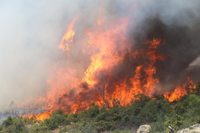 Bursa'da orman yangınının yaraları böyle sarıldı