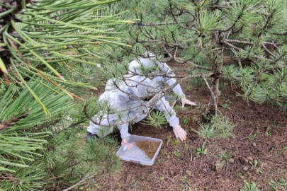 Bursa'da doğanın sessiz kahramanları görev başında