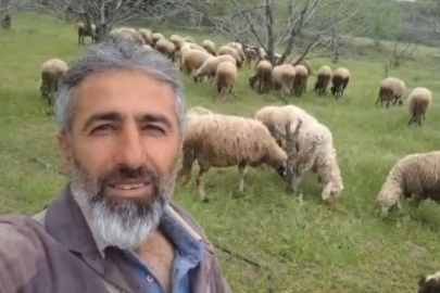 Çeşme sakızı ile Fransız koçunu birleştirdi, verimi katladı