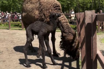 Ormanya'da doğan yavru deve için renkli kutlama