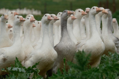 Anadolu kazına 'milli kimlik'