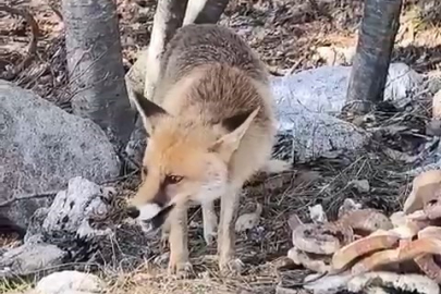 Bursa'da aç kalan tilkiler insanların yanına geldi