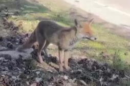 Bursa'da aç kalan tilkiler insanların yanına geldi