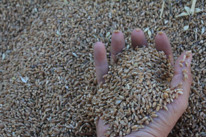 Dünya hububat üretiminde bir ilk