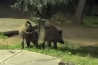 Bursa'da domuzların 'piknik keyfi' kamerada