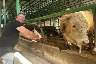 Bursa'da tonluk boğayı 400 bin liraya sattı