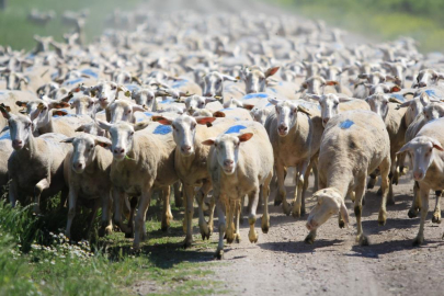 'Kırsalda Bereket Küçükbaşa Destek Projesi'nde son gün uyarısı