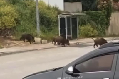Bursa'da aç kalan domuz sürüsü şehir merkezine indi