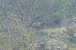 Orhaneli yolunda ayı paniği