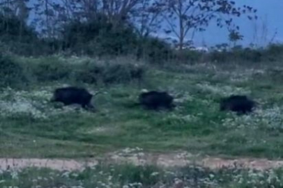 Bursa'da domuzlar şehir merkezine indi