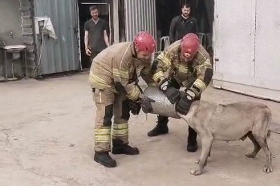 Hava filtresine sıkışan köpek kurtarıldı