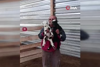Fenomen çobanın oğlak sevgisi yürekleri ısıttı