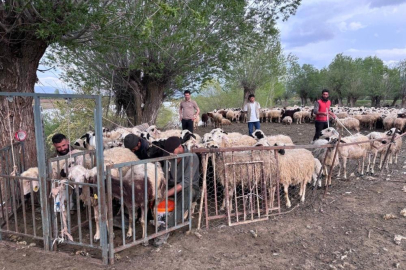Afgan çobanlar asgari ücretle göreve başladı
