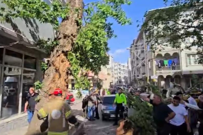 Bursa'da araçların üzerine ağaç devrildi