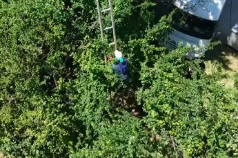 Bursa'da davullu zurnalı erik hasadı