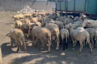 Bursa kırsalında kurbanlık 20 bin liradan başlıyor