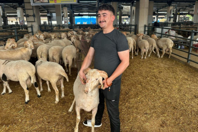 Bursa'da 'gergedan boynuz'lu koç görenleri şaşırtıyor