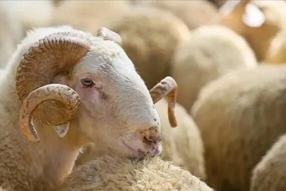 Nilüfer’de kurban kesim yerleri belli oldu