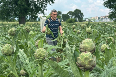 Hasanağa enginarında hasat başladı