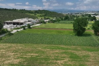 Hasanağa enginarında hasat başladı