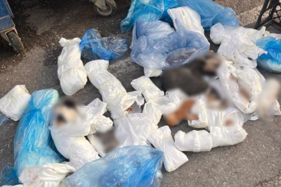 İzmir'deki kedi vahşetinde veteriner hekim serbest kaldı