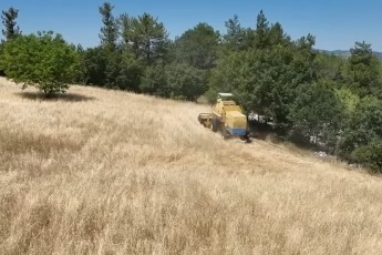 Buğdayda rekor geliyor