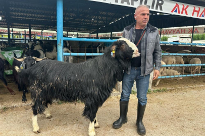 Bursa'daki kurban pazarının şampiyonu 47 bin liradan satıldı