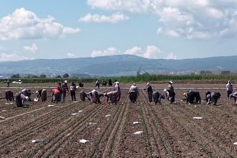 Karacabey'de kapya biber fide dikimi sürüyor