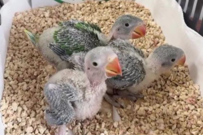 Bursa'da 3 İskender papağanı yavrusu kurtarıldı