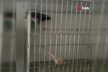 Bursa'da 3 İskender papağanı yavrusu kurtarıldı