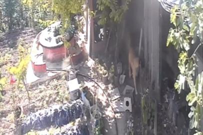 Bursa'da sokak köpekleri kümese girdi, 30 tavuk telef oldu