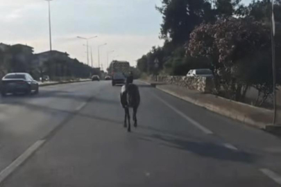 Bursa trafiğinde başıboş at paniği