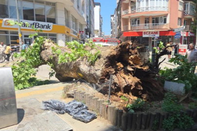 Bursa'da faciadan dönüldü...Asırlık çınar yola devrildi