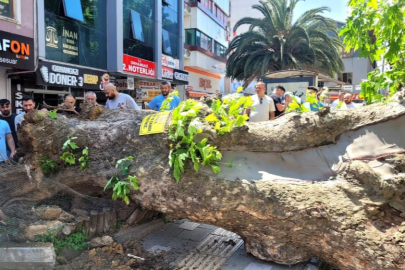 Bursa’da faciadan dönüldü...Asırlık çınar yola devrildi