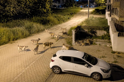 Başıboş köpek sürüsü tedirginlik yaratıyor