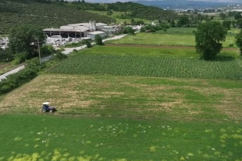 Enginar soyarak ayda 240 bin lira kazanıyor