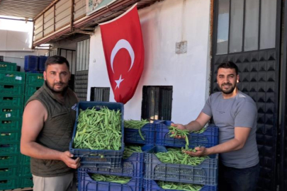 İznik'te Nazende fasulyesinde ilk hasat başladı