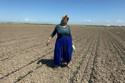Belindeki 8 platinle tarlada ekmeğini kazanıyor