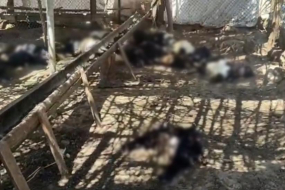 Başıboş köpekler 26 keçiyi telef etti