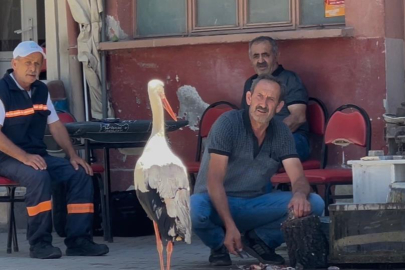 Balıkçı Ahmet ile leyleğin 10 yıllık kahvehane randevusu