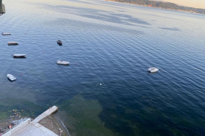 Gemlik Körfezi'nde sevindiren görüntüler