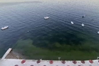 Gemlik Körfezi'nde sevindiren görüntüler